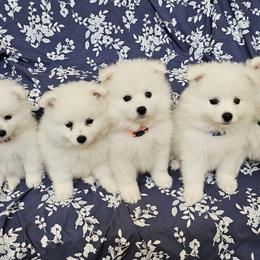 American Eskimo Dog Puppies from SoCal American Eskimos