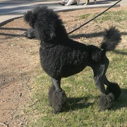 Pearl - Poodle