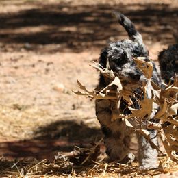 Goldendoodle Puppies from FurEver Friends Doodles