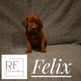 Labrador Retriever Puppies from Rebecca Lehman