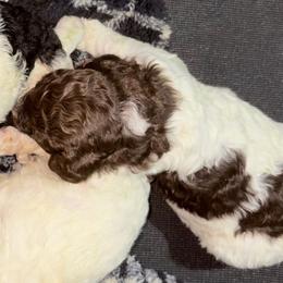 Apple - Parti female Poodle puppy in Meadowbrook, California from Standard Poodle Pups