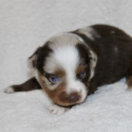 Colette - Red merle female Miniature Australian Shepherd puppy in Paris, Texas from Kuttin’ Up Mini Aussies