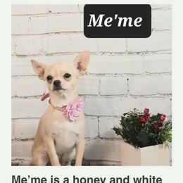 Me'me - Chihuahua