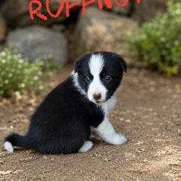 Ruffnut - Black and white female Border Collie puppy in Sanger, California from Flying M Cactus Ranch Buddies