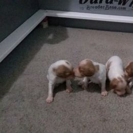 Brittany Puppies from Center Ridge Brittanys