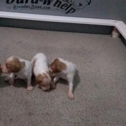 Brittany Puppies from Center Ridge Brittanys