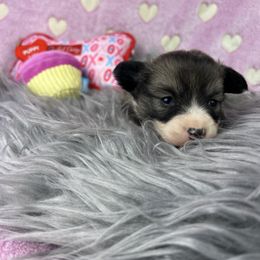 Pembroke Welsh Corgi Puppies from Desert Sunset Pembroke Welsh Corgis