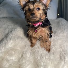 Yorkshire Terrier Puppies from Cutest AKC AZ Yorkies