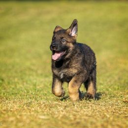 German Shepherd Puppies from Sommerfeld German Shepherds
