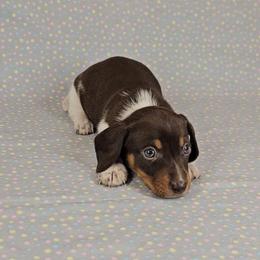 Dachshund Puppies from Newbern's Nuggets