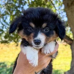 Waylon - Black and tan male American Corgi puppy in Red Bluff, California from Circle T Livestock & K9 Co.