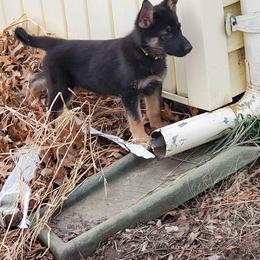German Shepherd and Goldendoodle Puppies from The Greyline Dogs