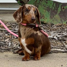 Squirrel - Dapple female Dachshund puppy in Red Bud, Illinois from Midwest Miniature Dachshunds