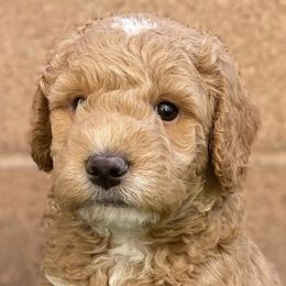 Goldendoodles from Bailey's Desert Mini Doodle