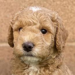 Goldendoodles from Bailey's Desert Mini Doodle