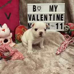 French Bulldog Puppies from Fur Royalty Frenchies