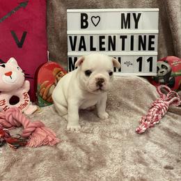 French Bulldog Puppies from Fur Royalty Frenchies