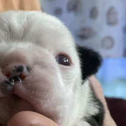 Boston Terriers from Little Rascals