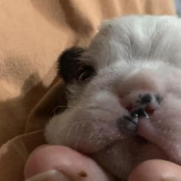 Boston Terriers from Little Rascals