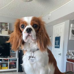Leia - Cavalier King Charles Spaniel