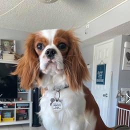 Leia - Cavalier King Charles Spaniel