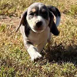 Ketty - Blue tan and white female Beagle puppy in Rogersville, Missouri from Hales Little Beagle Haven