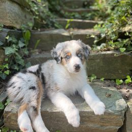 Australian Shepherd Puppies from Susquehannock Aussies
