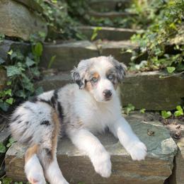 Australian Shepherd Puppies from Susquehannock Aussies