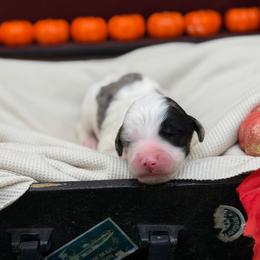 Blizzard - Blue merle and white male Sheepadoodle puppy in Willacoochee, Georgia from Kitandkboodle's Doodles
