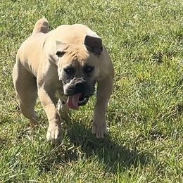 Nelly - Boerboel