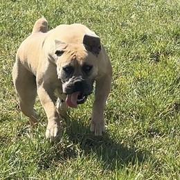 Nelly - Boerboel