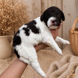 Eloise Bridgerton - Parti female Poodle puppy in Spring Hills, Florida from The Olympus Standard Poodle