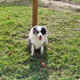 Cooper - Miniature Australian Shepherd