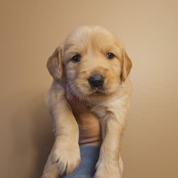 Girl 6 - Golden female Golden Retriever puppy in Hamilton, Mississippi from Keller's Retrievers