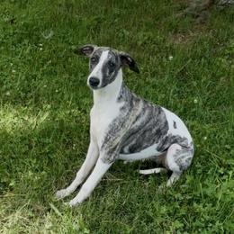Athos - White and fawn brindle male Whippet puppy in London, Kentucky from Hertzog  Whippets