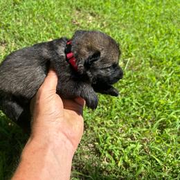 Red Collar, Sable Female - Sable female German Shepherd puppy in Milan, Illinois from Stonewick German Shepherds