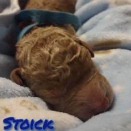 Boy 4 - Red Assorted Doodle Crosses puppy in Havelock, North Carolina from Pupsaddlife
