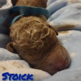 Boy 4 - Red Assorted Doodle Crosses puppy in Havelock, North Carolina from Pupsaddlife