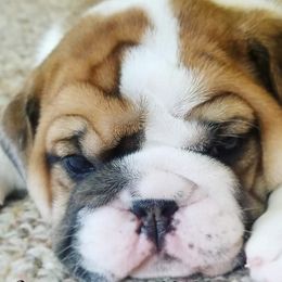 English Bulldog Puppies from LydyBug Bulldogs