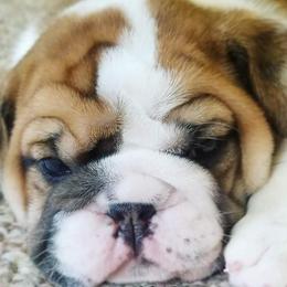 English Bulldog Puppies from LydyBug Bulldogs