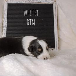 Australian Shepherd Puppies from Take Five Aussies