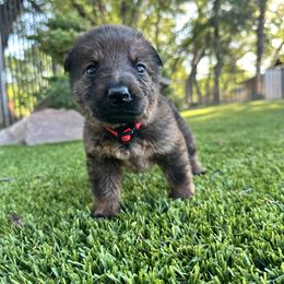 Ruby - Sable female German Shepherd puppy in Sonora, California from Elite Haus K9