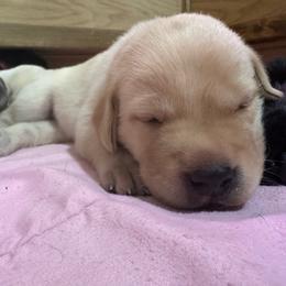 Green collar - Yellow male Labrador Retriever puppy in Washington from Jarvis Family Labradors