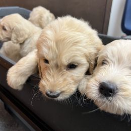 Goldendoodle Puppies from Lakes Golden Doodles