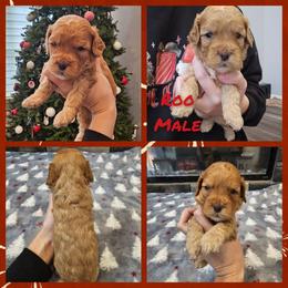 Roo - Red male Cockapoo puppy in Zanesville, Ohio from Oodles of Doodles & Poos