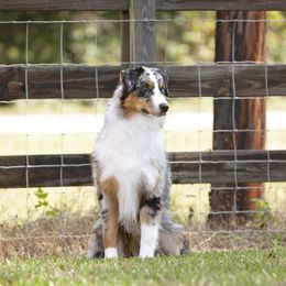 Annie - Australian Shepherd