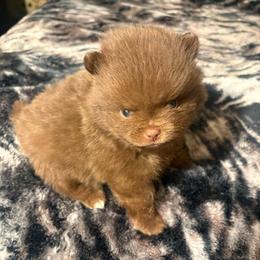 Brownie - Chocolate male Pomeranian puppy in Denver, Colorado from Tiny Tornado Poms