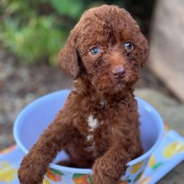 Jax - Red male Labradoodle puppy in English, Indiana from Doodle Darlings