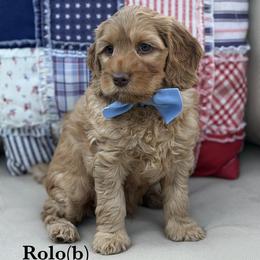 Rolo - Caramel male Australian Labradoodle puppy in Citrus Heights, California from Elite Blend Labradoodles