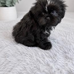 Baby Boy 3 - Black and white male Shih Tzu puppy in Walnut Ridge, Arkansas from Maltese Madness by Shannon Smith